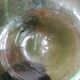 Demijohn model 15 liters