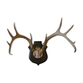 Deer head - hunting trophy