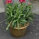 Pot cover in gilded brass, copper, chiseled and hammered pattern, foliage and cherries, old