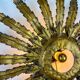 Large French sunburst flower leafed light fixture in gilt metal, 1960s