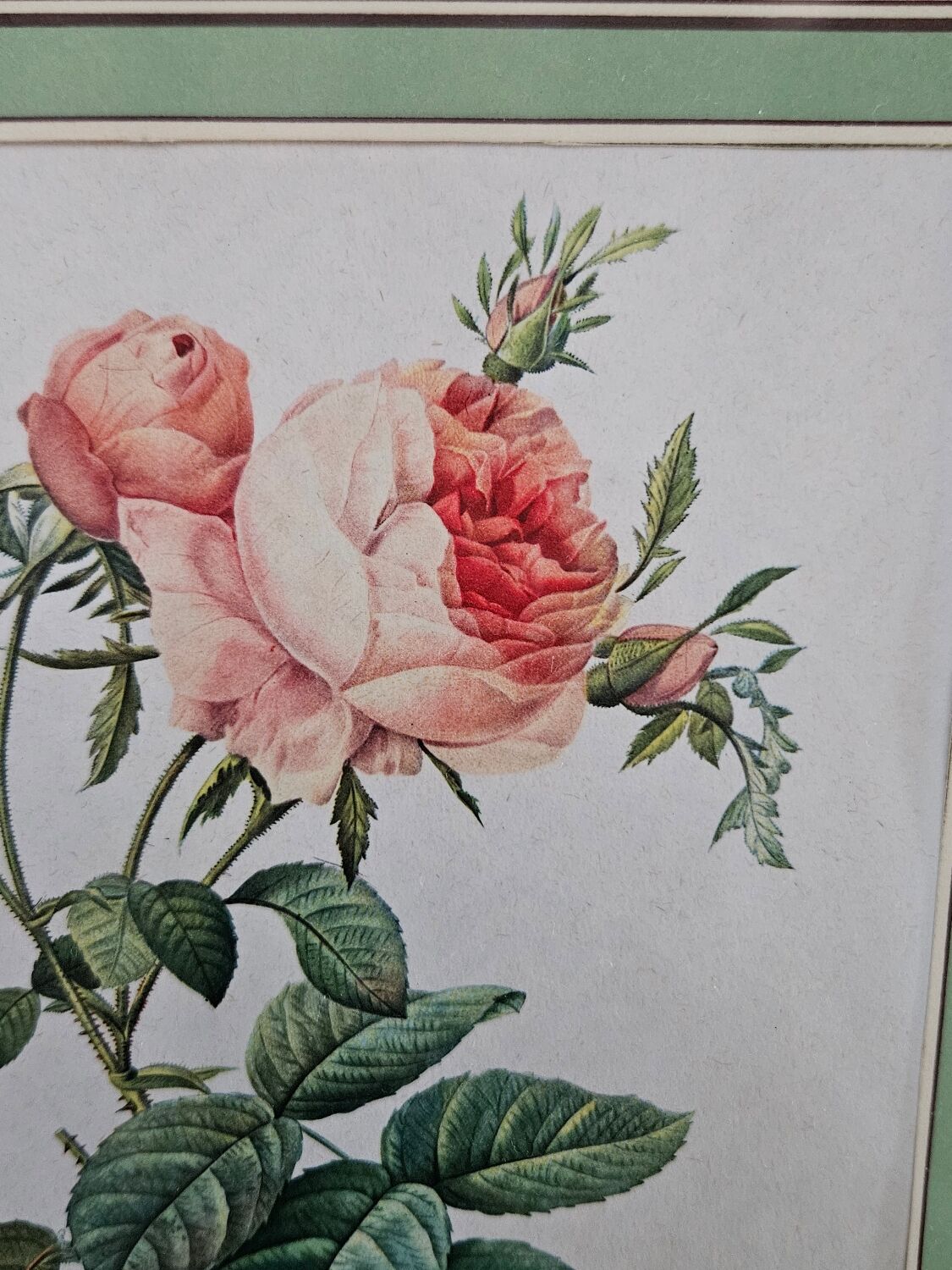 Framed lithograph under glass Rosa Centifolia Foliacea