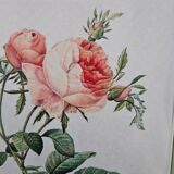 Framed lithograph under glass Rosa Centifolia Foliacea