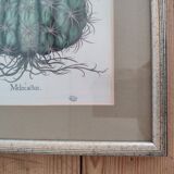 Botanical illustration