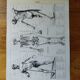 Original lithograph on Man