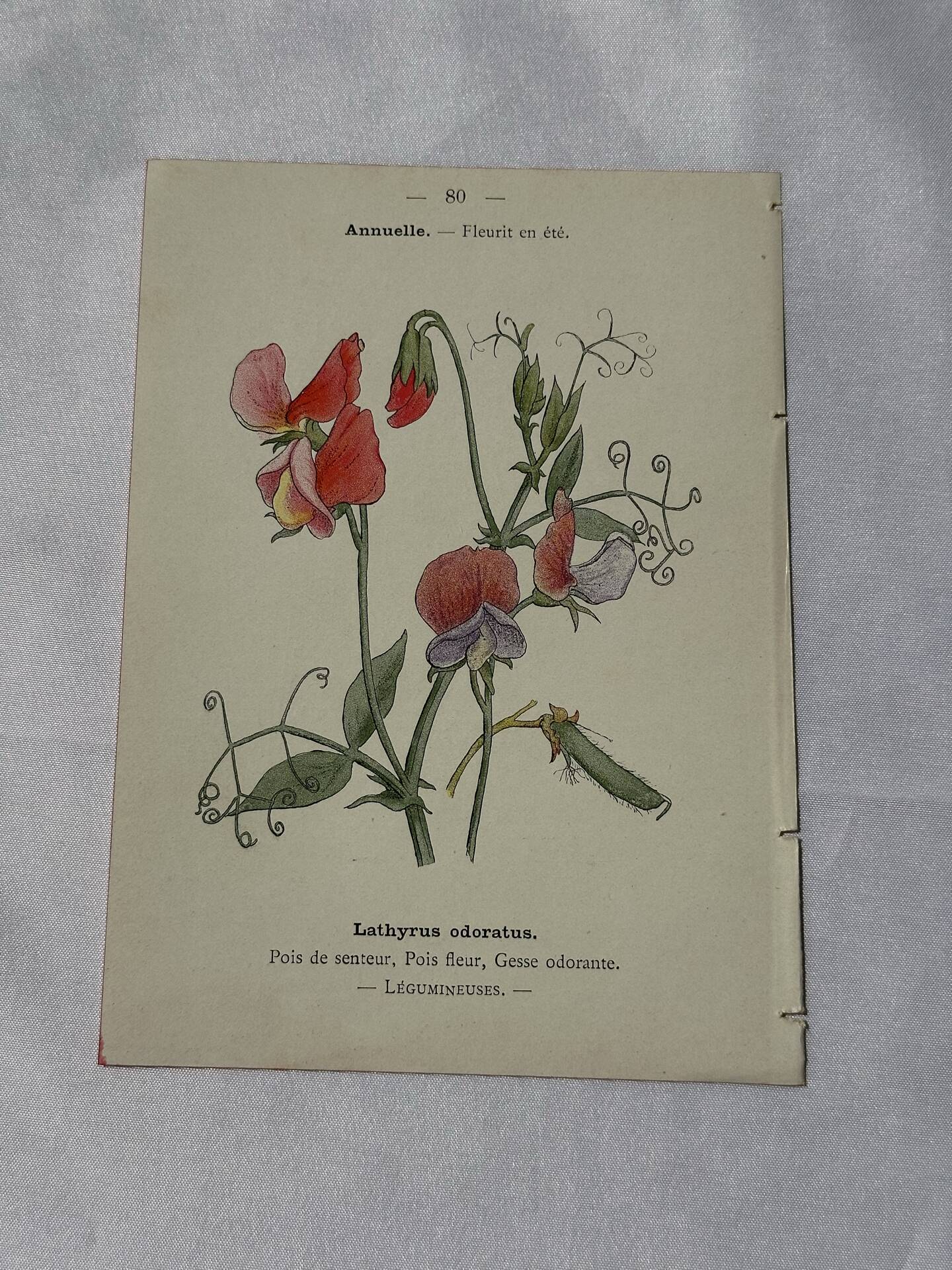 🌿 Botanical Plate Old Naturalist Engraving 19th Century Double-Sided
