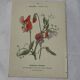🌿 Botanical Plate Old Naturalist Engraving 19th Century Double-Sided