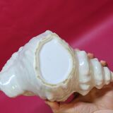 Empty cup vintage pocket shell shape conch conch shell iridescent white