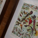Lithographies originales sur les papillons