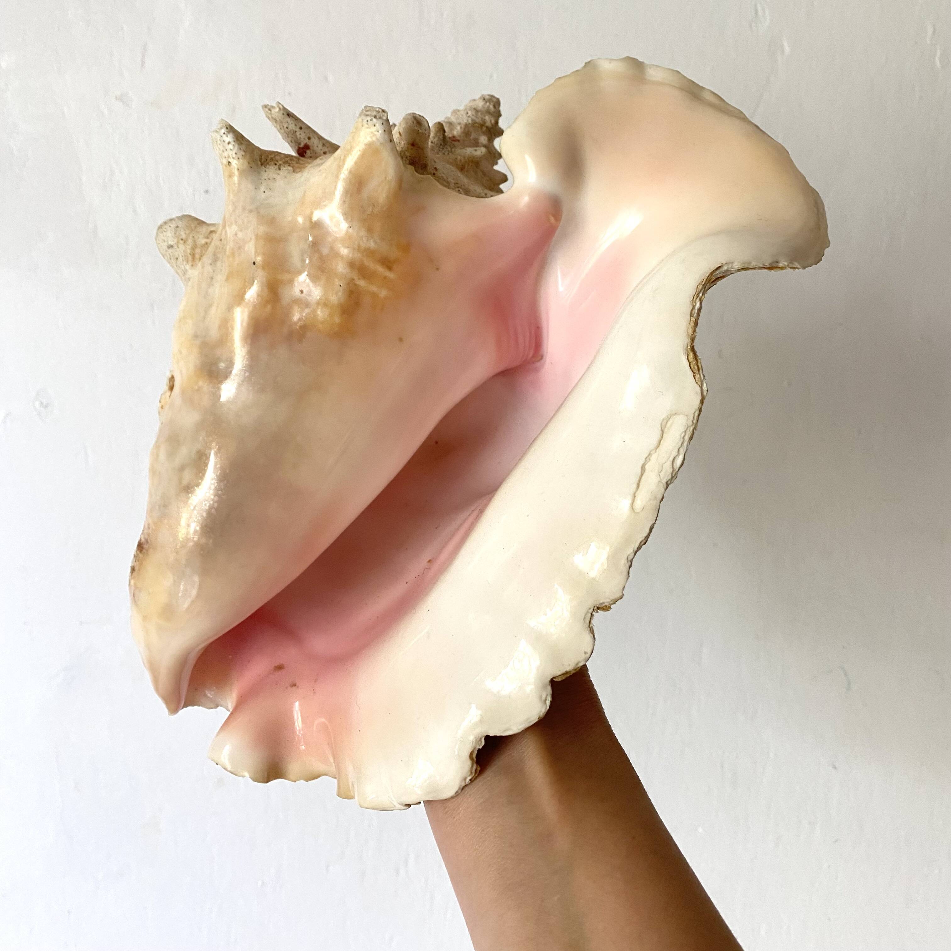 Real shell, conch, great conch