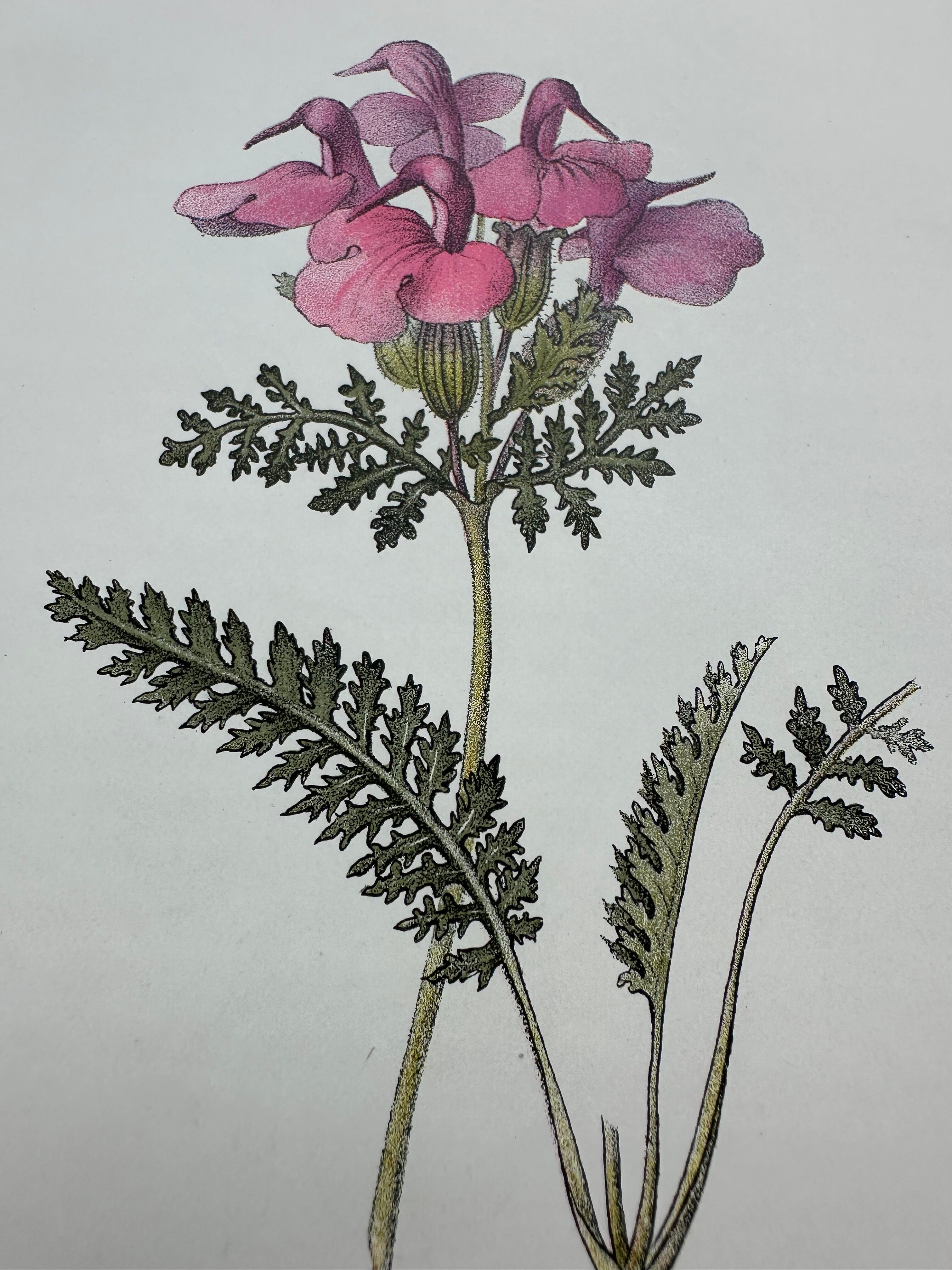 Botanical plate engraving flower 1800