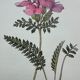 Botanical plate engraving flower 1800