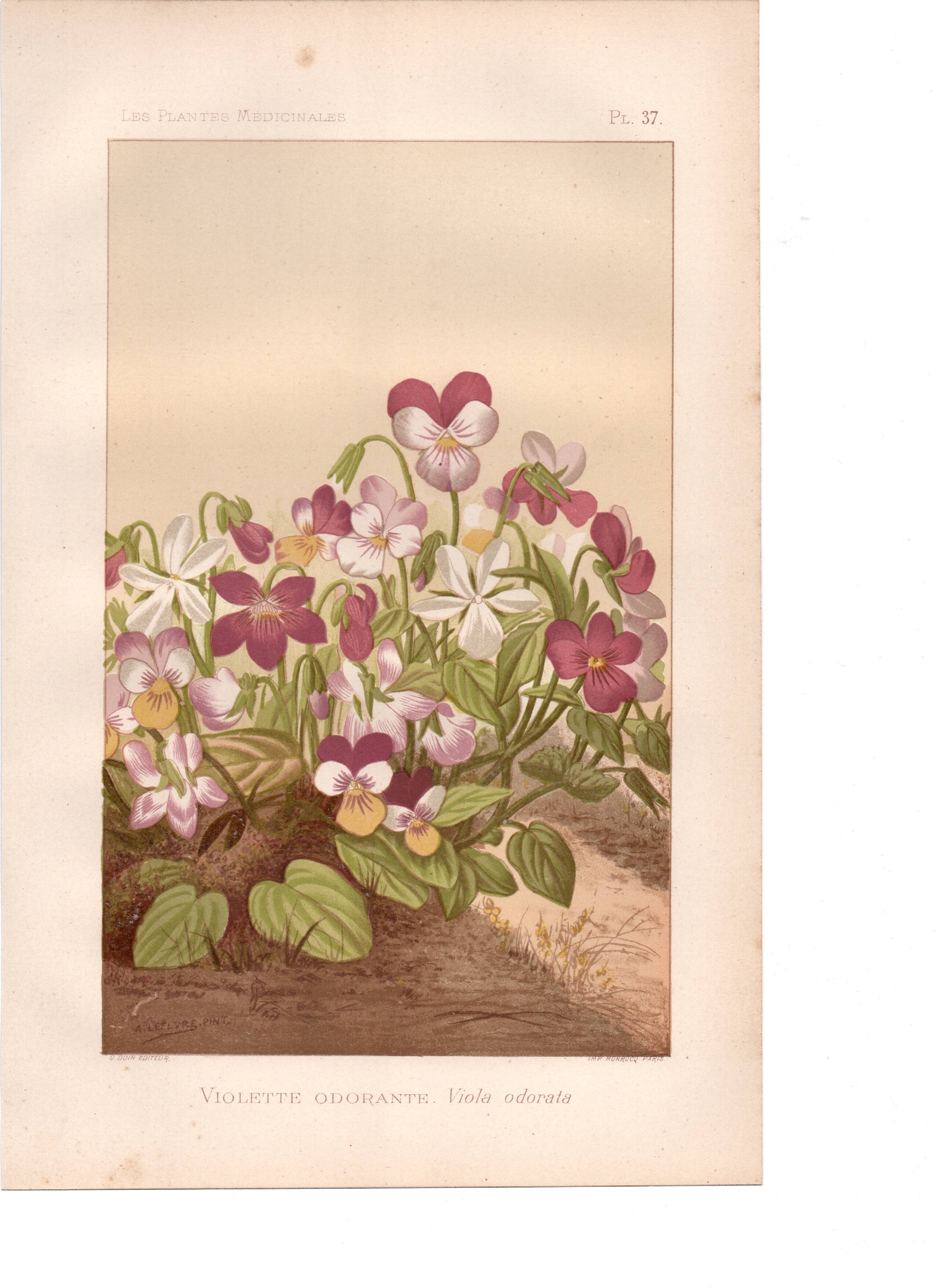 Botanical engraving from 1889 - Violet - Antique natural floral plate