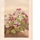 Botanical engraving from 1889 - Violet - Antique natural floral plate