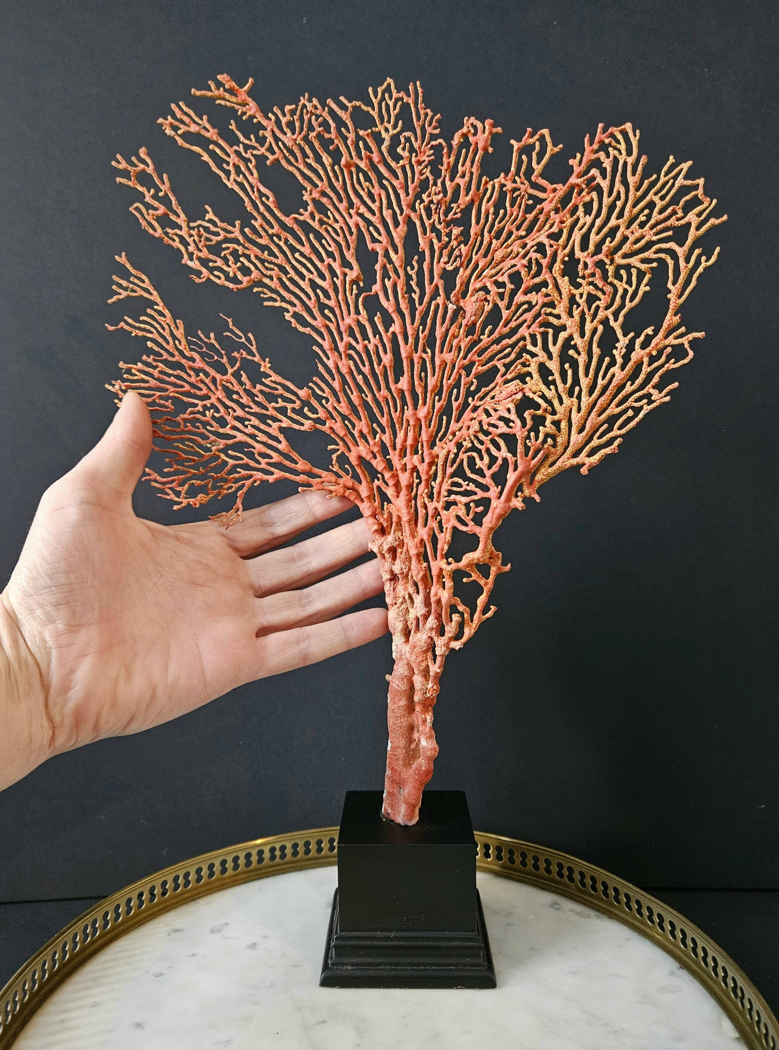 Gorgone Rouge XXL Wooden Base. H: 40 cm | Curiosity Decorative Object