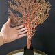Gorgone Rouge XXL Wooden Base. H: 40 cm | Curiosity Decorative Object