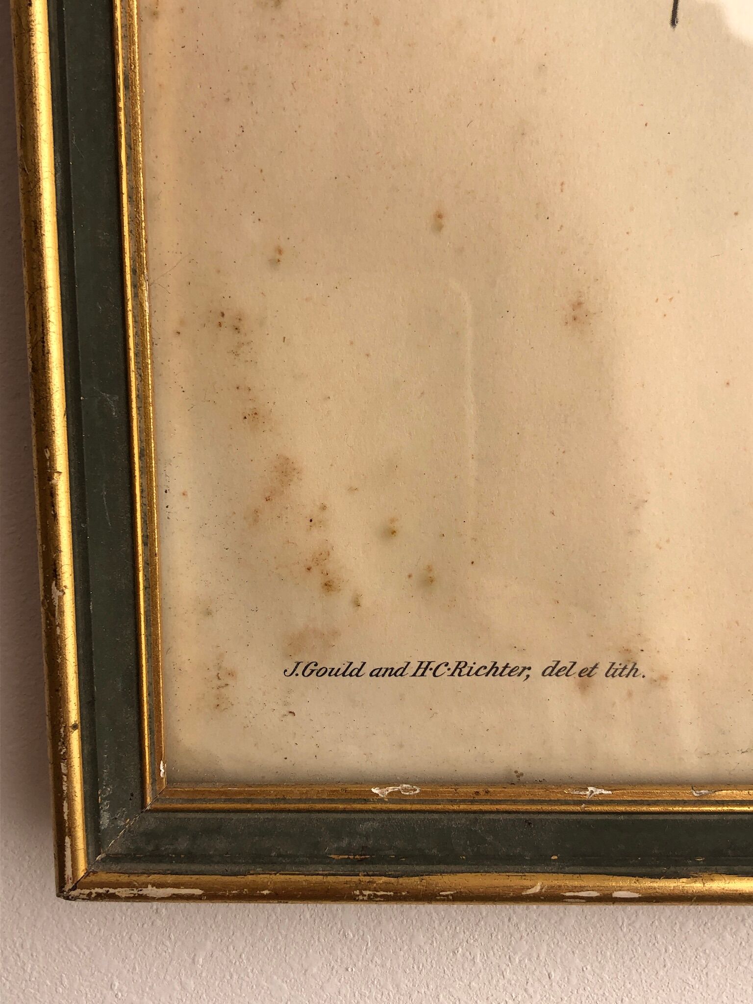 « Platycercus Icterotis » ornithological board  - J&L Gould