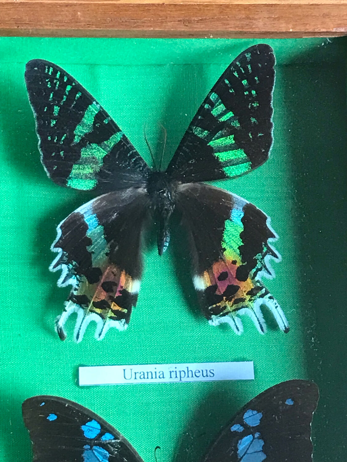 Stuffed butterfly chart