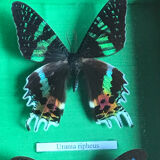 Stuffed butterfly chart