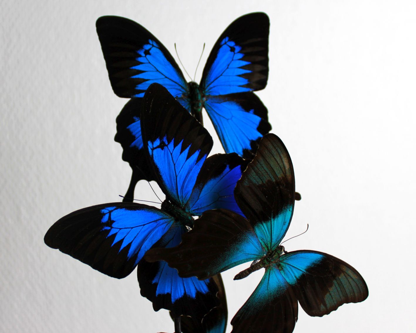 Flight of butterflies under globe