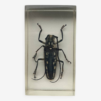 Resin inclusion insect - batocere spotted from laos curiosity - no. 21