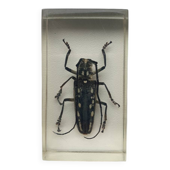 Resin inclusion insect - batocere spotted from laos curiosity - no. 21