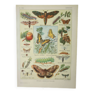 Gravure ancienne 1922, Papillon, chenille, insectes, ntomologie • Lithographie, Planche originale