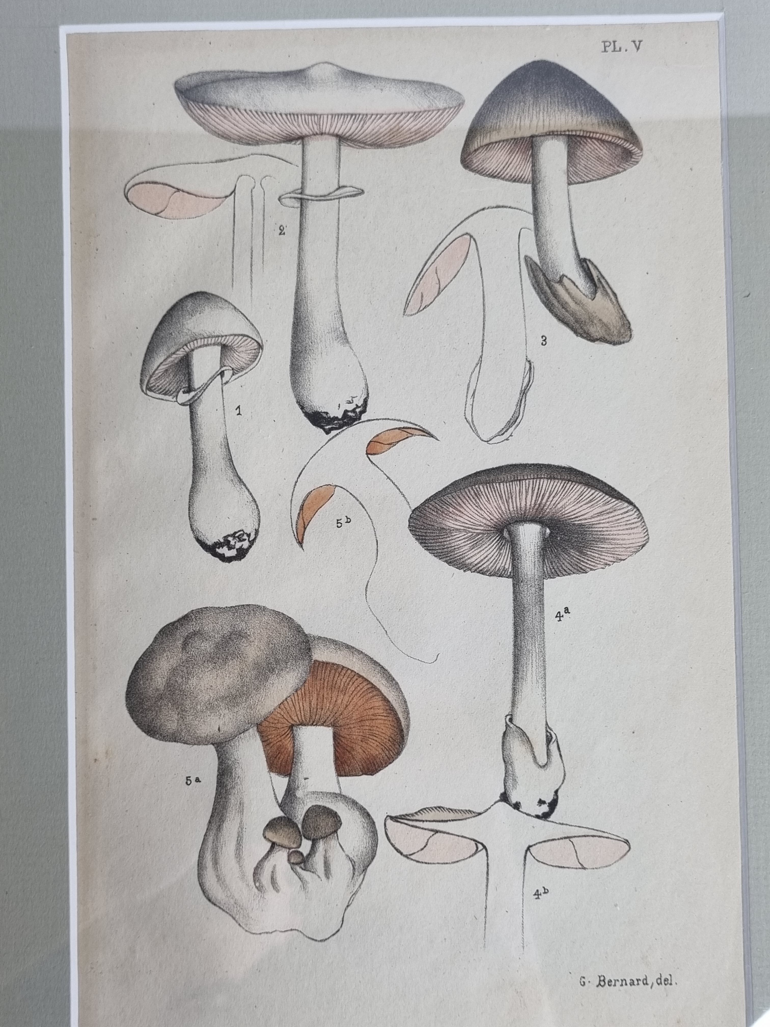 Two old engravings of watercolor mushrooms nineteenth century after G. Bernard