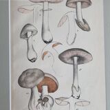 Deux anciennes gravures de champignons aquarellées XIXème siècle d'après G. Bernard