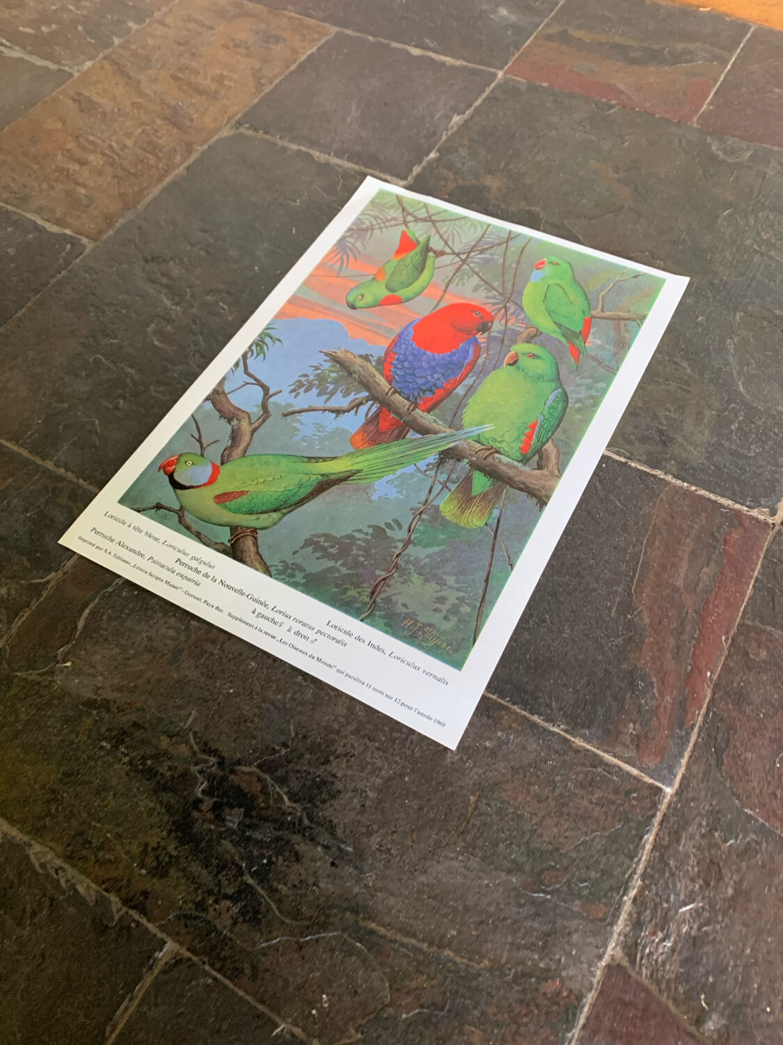 Affichette "Les Oiseaux du Monde" - 1969