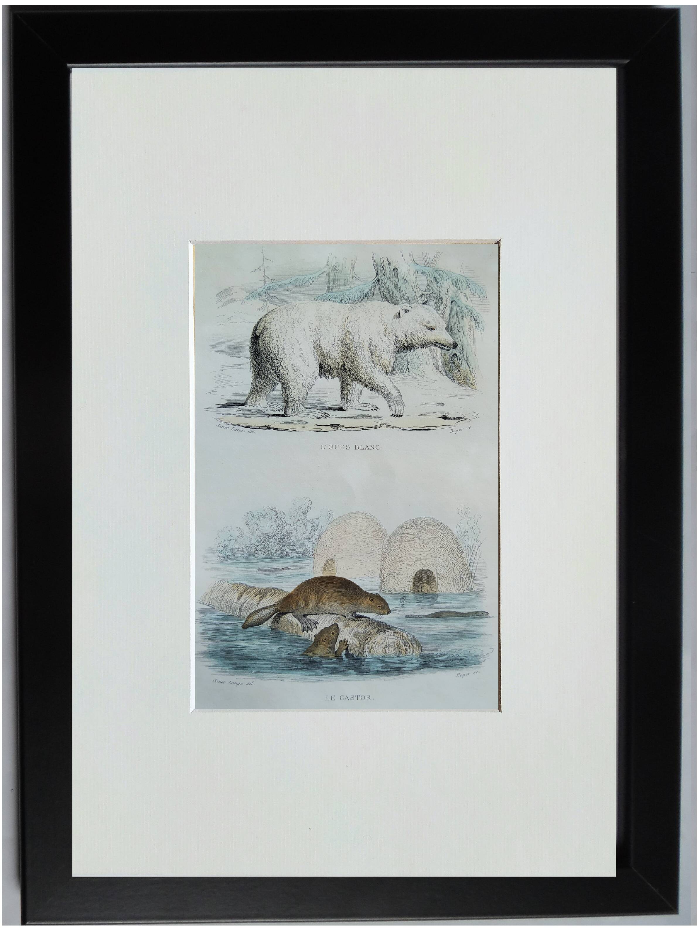 Original zoological illustration "Polar Bear & Beaver" - Buffon 1840