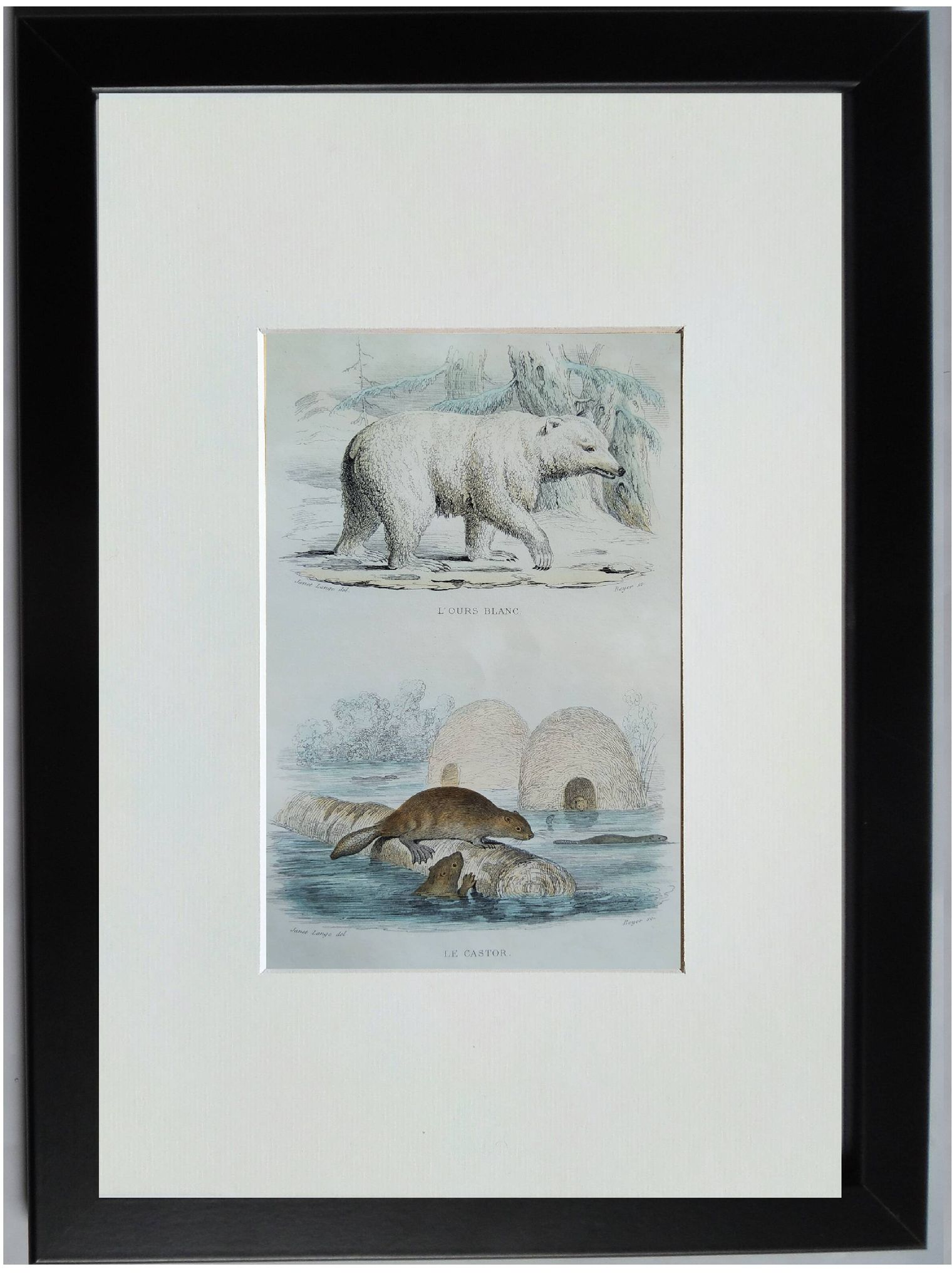 Planche zoologique originale " ours blanc & castor " - buffon 1840