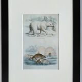 Planche zoologique originale " ours blanc & castor " - buffon 1840
