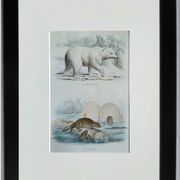 Planche zoologique originale " ours blanc & castor " - buffon 1840