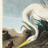 Poster about the Great Egret, based on an old engraving from 1827.