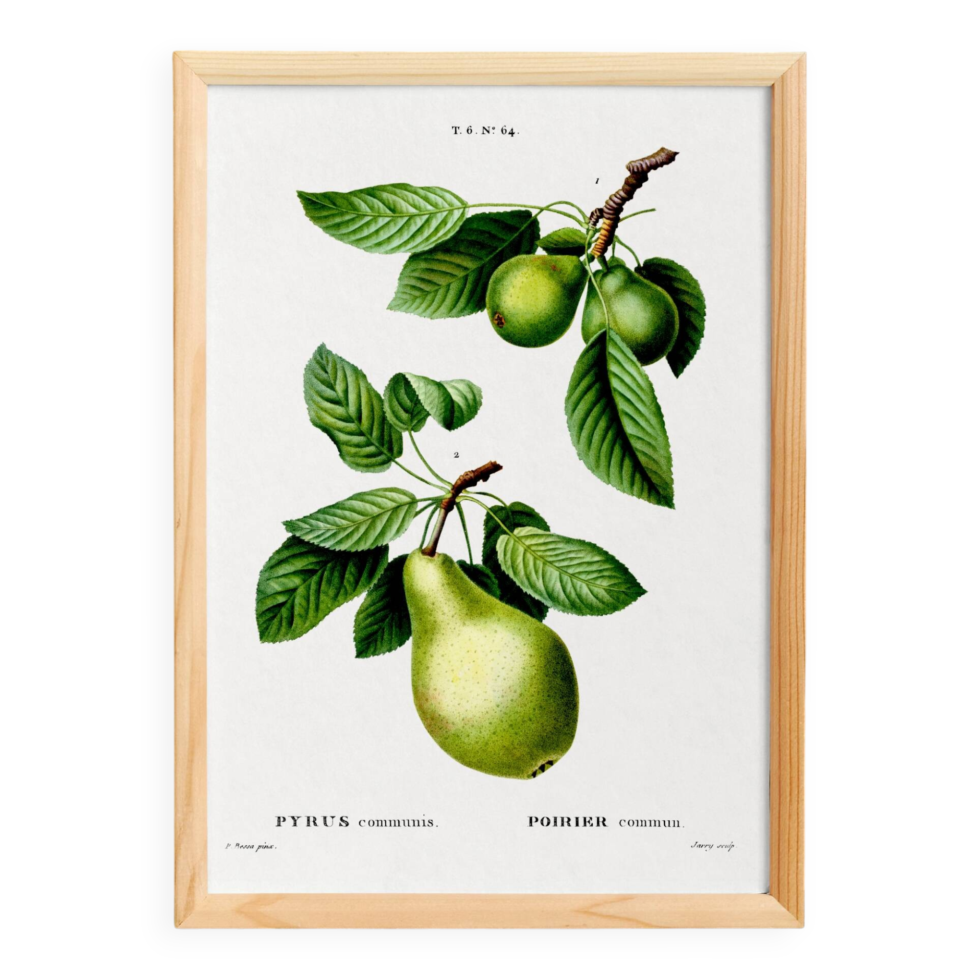 Affiche botanique sur les arbres fruitiers, d’après une oeuvre de 1802