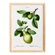 Affiche botanique sur les arbres fruitiers, d’après une oeuvre de 1802