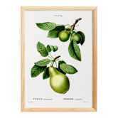 Botanical poster on fruit trees, based on a work from 1802.