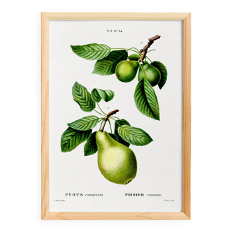 Botanical poster on fruit trees, based on a work from 1802.