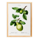 Affiche botanique sur les arbres fruitiers, d’après une oeuvre de 1802