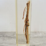 Ancien insecte en inclusion, phasme