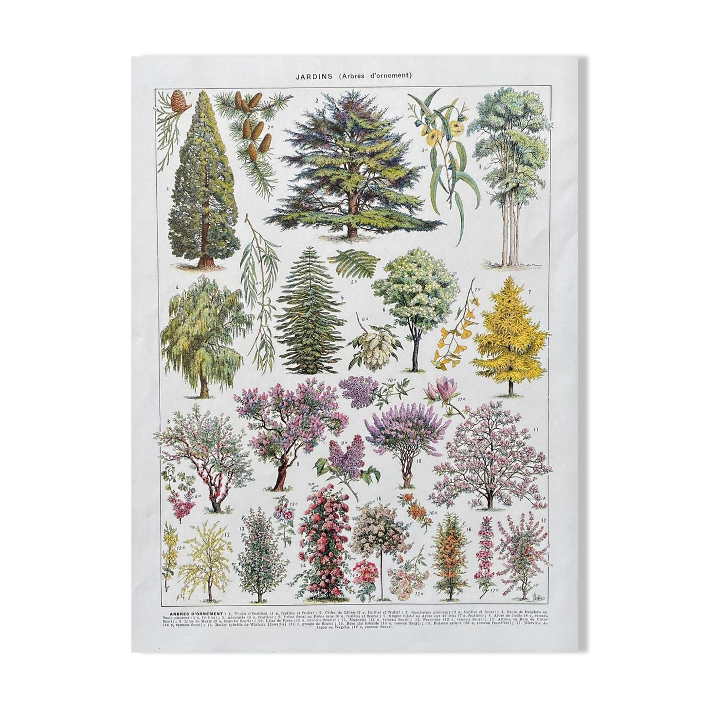 Illustration Millot "Ornamental tree gardens"