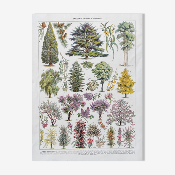 Illustration Millot "Ornamental tree gardens"