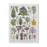 Illustration Millot "Ornamental tree gardens"