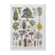 Illustration Millot "Ornamental tree gardens"