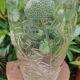 Old large molded glass vase with thistle decoration