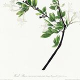 Poster about the Green Flycatcher, based on an old engraving from 1827.