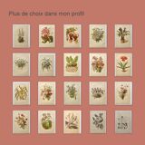 Antique plate from 1897 - Tradescantia Virginica - Original illustration