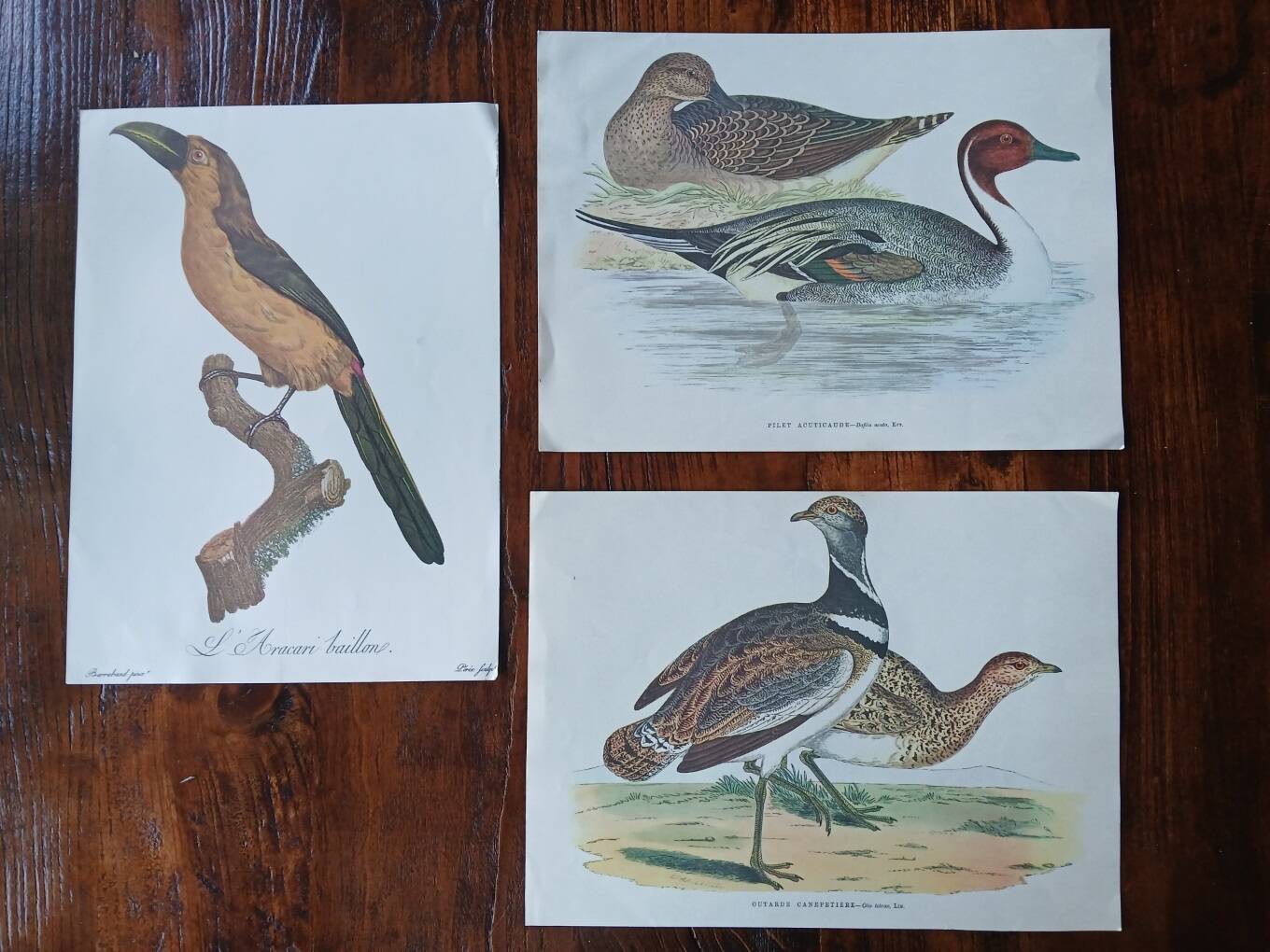 set of 3 zoological posters - birds and ducks