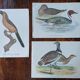 set of 3 zoological posters - birds and ducks