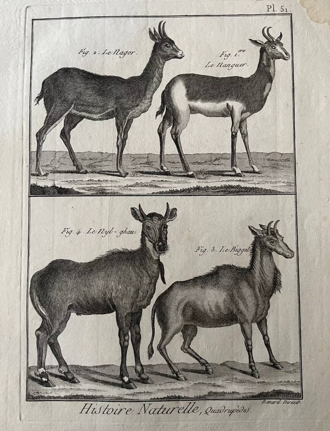 Engraving Old book 18th century Buffon, Bonnaterre, Natural history